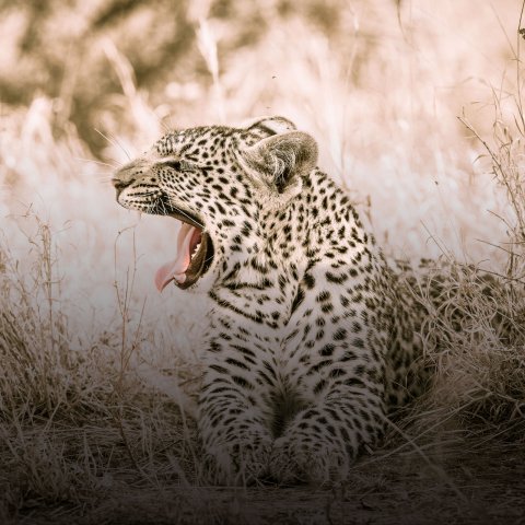 luipaard | Afrika
