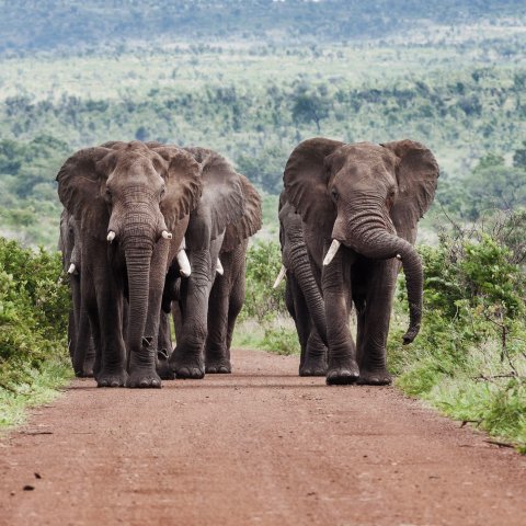 olifanten | Afrika